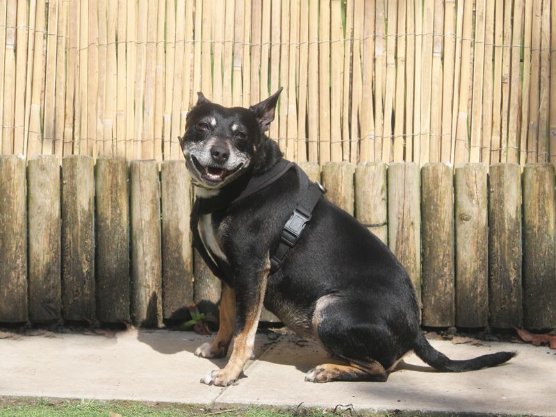 Staffordshire Bull Terrier for adoption in Liverpool, Merseyside – 7 years old