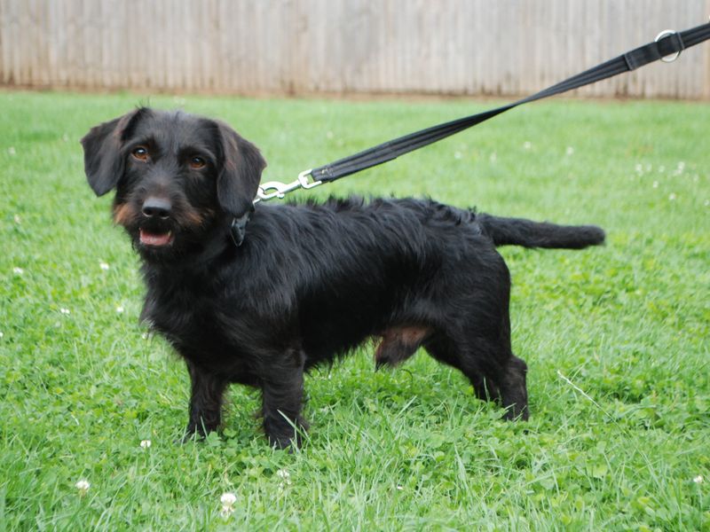 Cocker Spaniel for adoption in Newbury, Berks – 3 years old - Image 5 of 6