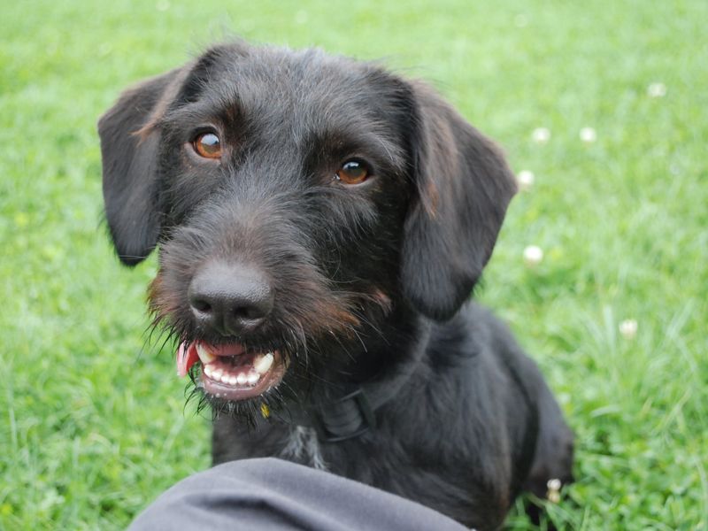 Cocker Spaniel for adoption in Newbury, Berks – 3 years old - Image 6 of 6