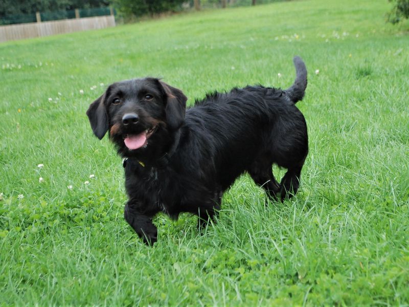 Cocker Spaniel for adoption in Newbury, Berks – 3 years old - Image 4 of 6