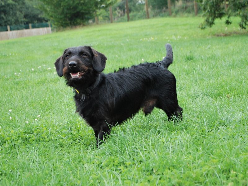 Cocker Spaniel for adoption in Newbury, Berks – 3 years old - Image 3 of 6