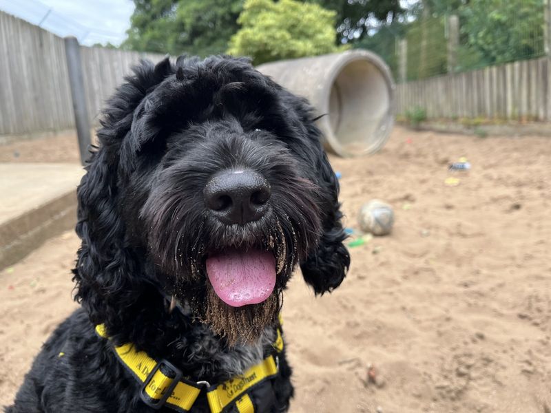 Poodle for adoption in Ilfracombe, North Devon – 1 year old - Image 5 of 5