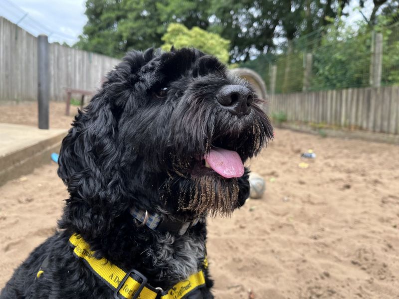 Poodle for adoption in Ilfracombe, North Devon – 1 year old