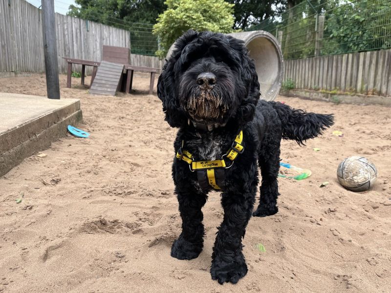 Poodle for adoption in Ilfracombe, North Devon – 1 year old - Image 4 of 5
