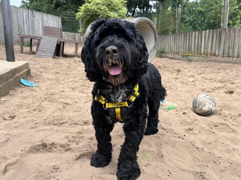 Poodle for adoption in Ilfracombe, North Devon – 1 year old - Image 3 of 5
