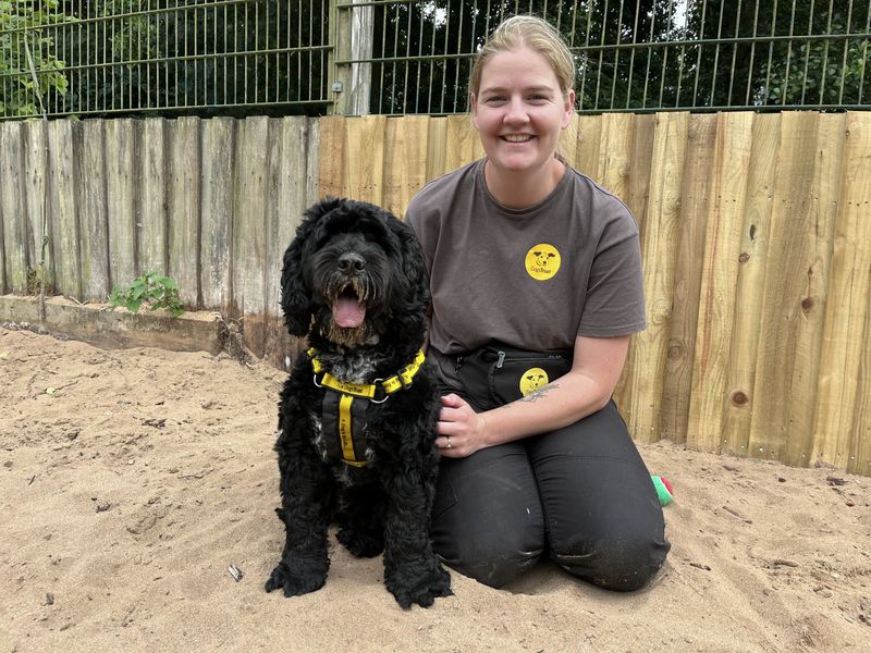 Poodle for adoption in Ilfracombe, North Devon – 1 year old - Image 2 of 5