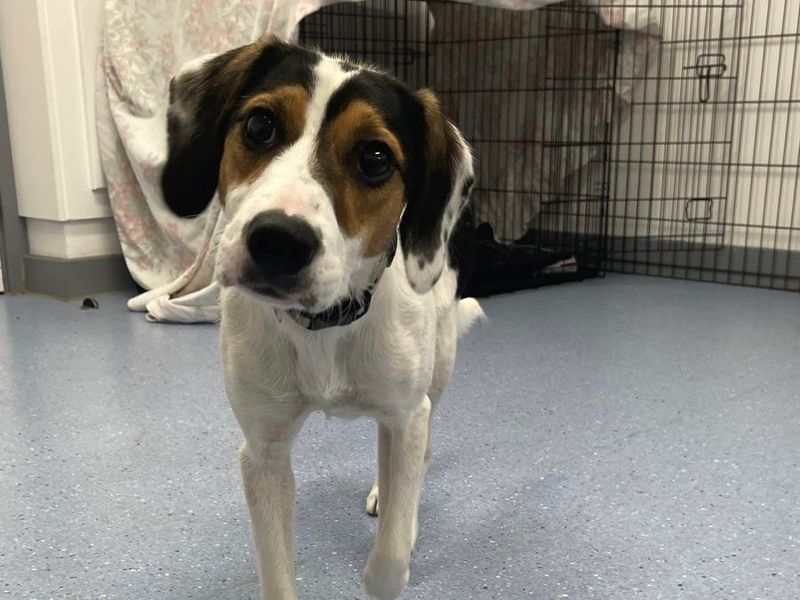 Beagle for adoption in Cardiff, Glamorgan – 2 years old - Image 1 of 5