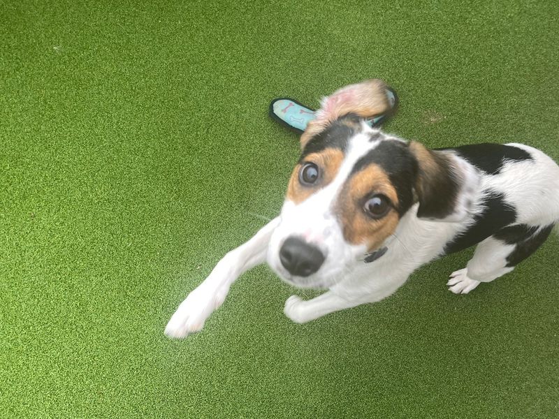 Beagle for adoption in Cardiff, Glamorgan – 2 years old - Image 3 of 5