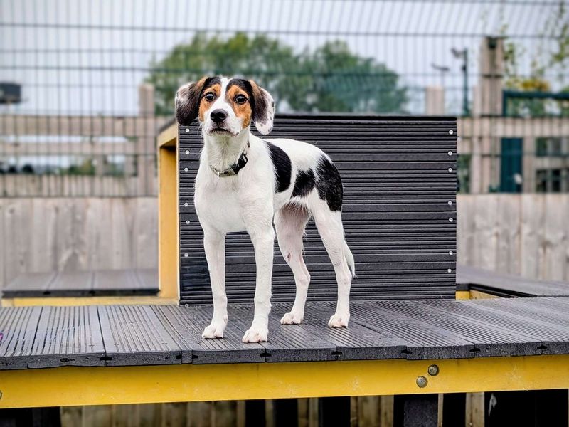 Beagle for adoption in Cardiff, Glamorgan – 2 years old - Image 4 of 5