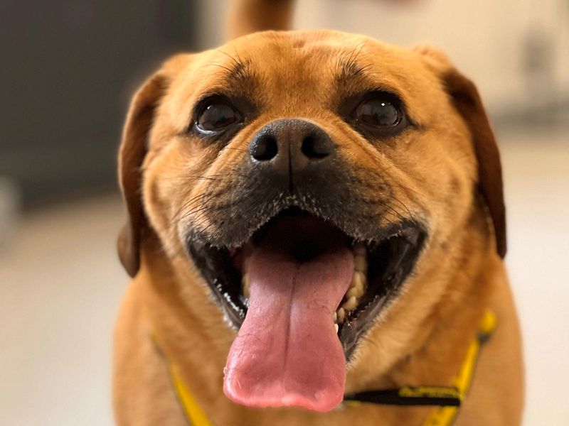 Beagle for adoption in Ballymena, County Antrim – 10 years old - Image 2 of 4