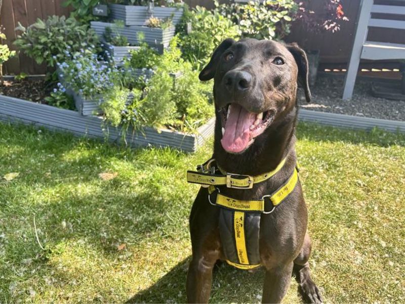 Cole | Retriever (Labrador) Cross | Snetterton (Norfolk) - 1