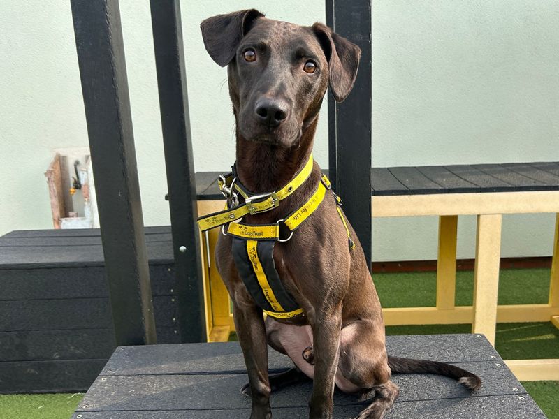 Cole | Retriever (Labrador) Cross | Snetterton (Norfolk) - 1