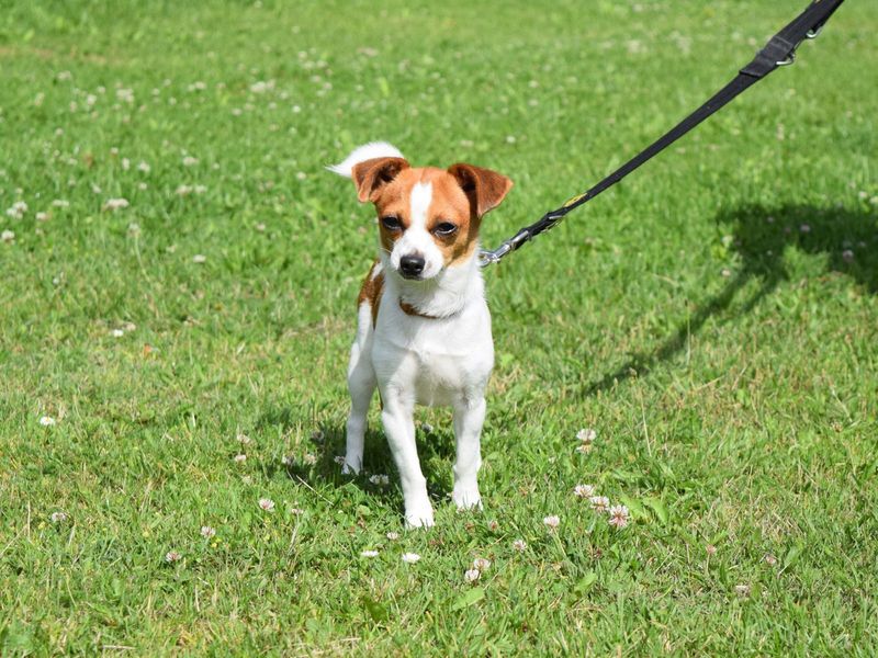 Jack Russell for adoption in Uxbridge, London – 2 years old - Image 2 of 2