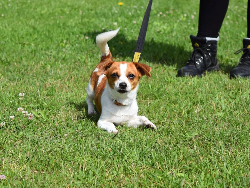 Jack Russell for adoption in Uxbridge, London – 2 years old - Image 1 of 2