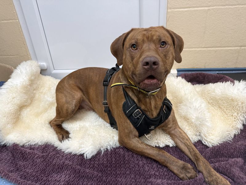 Sebie - Image 3 of 3