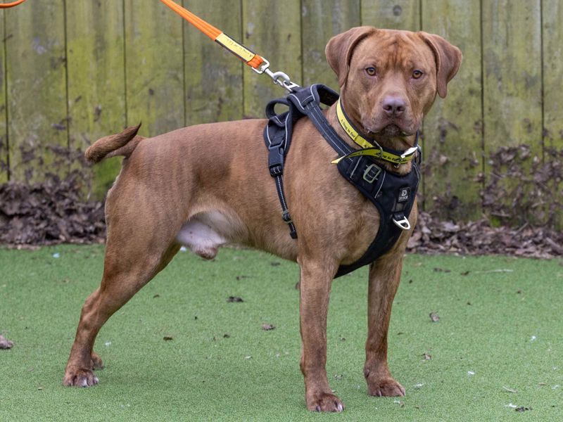 Mastiff Dogs And Puppies For Adoption