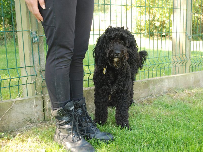 Cocker Spaniel for adoption in Newbury, Berks – 2 years old - Image 4 of 5
