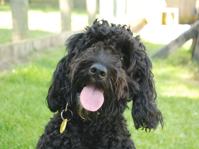 Cocker Spaniel for adoption in Newbury, Berks – 2 years old - Image 1 of 5