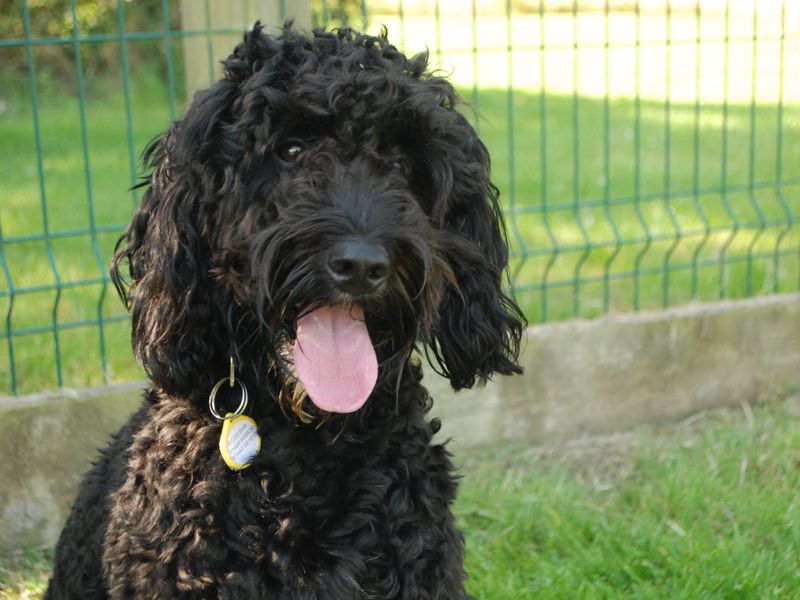 Cocker Spaniel for adoption in Newbury, Berks – 2 years old - Image 5 of 5