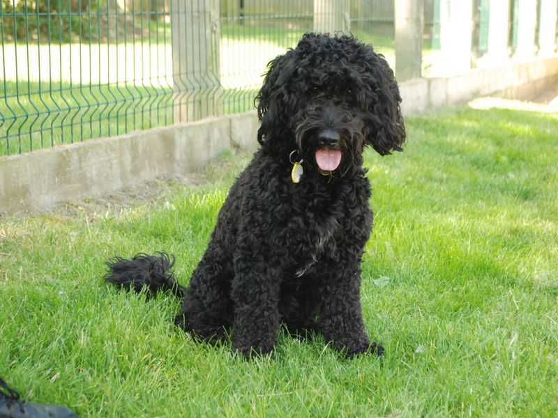 Cocker Spaniel for adoption in Newbury, Berks – 2 years old - Image 2 of 5