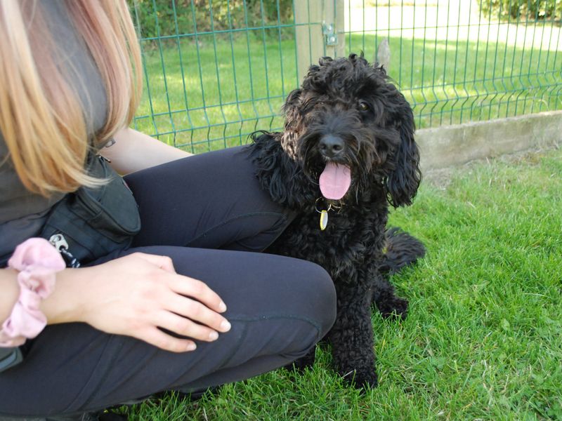 Cocker Spaniel for adoption in Newbury, Berks – 2 years old - Image 3 of 5