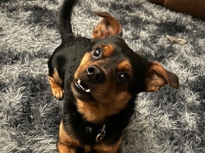 Yorkshire Terrier for adoption in Newton Tony, Wiltshire – 4 years old - Image 2 of 2