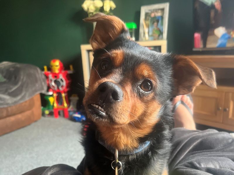 Yorkshire Terrier for adoption in Newton Tony, Wiltshire – 4 years old - Image 1 of 2