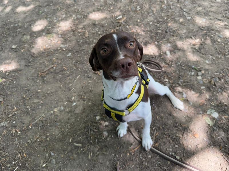 Springer Spaniel for adoption in Chestfield, Kent – 1 year old - Image 2 of 4