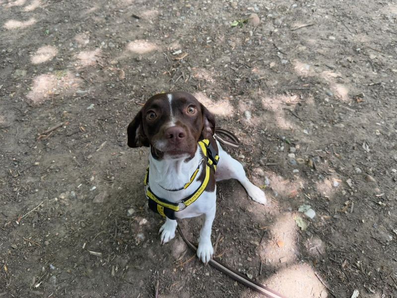 Springer Spaniel for adoption in Chestfield, Kent – 1 year old - Image 4 of 4