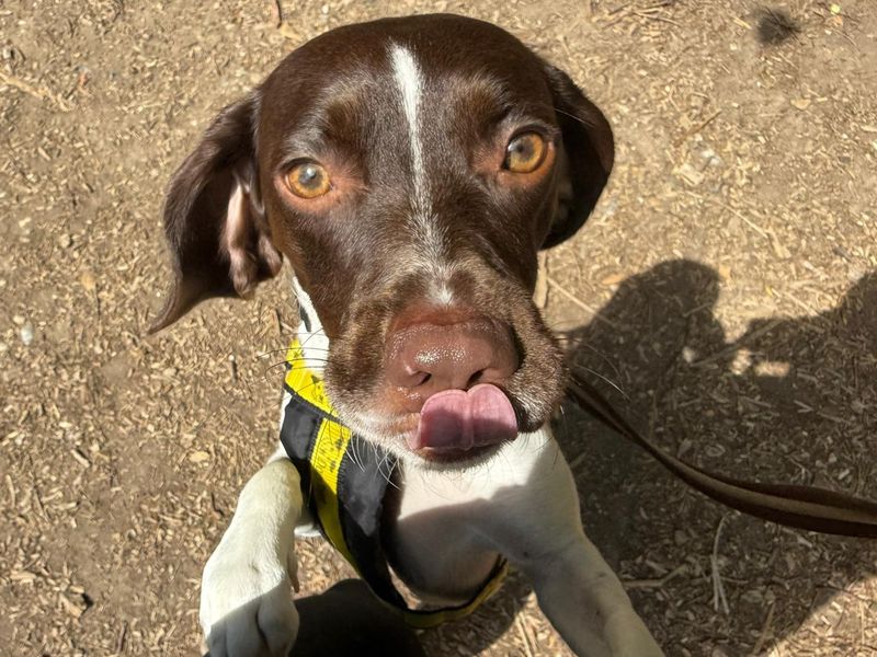 Springer Spaniel for adoption in Chestfield, Kent – 1 year old