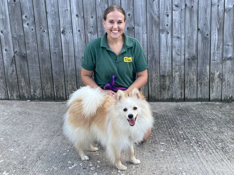 Pomeranian for adoption in Wymeswold, Leicestershire – 2 years old - Image 1 of 2