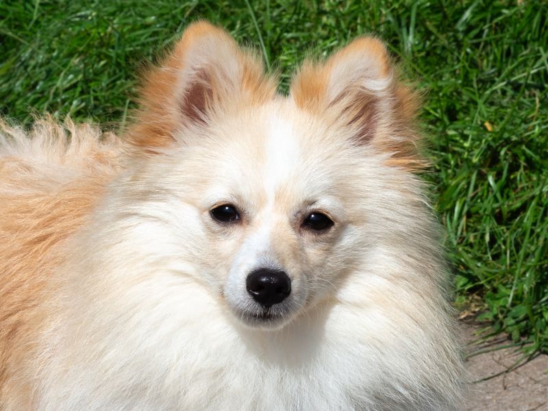 Pomeranian for adoption in Wymeswold, Leicestershire – 2 years old - Image 2 of 2
