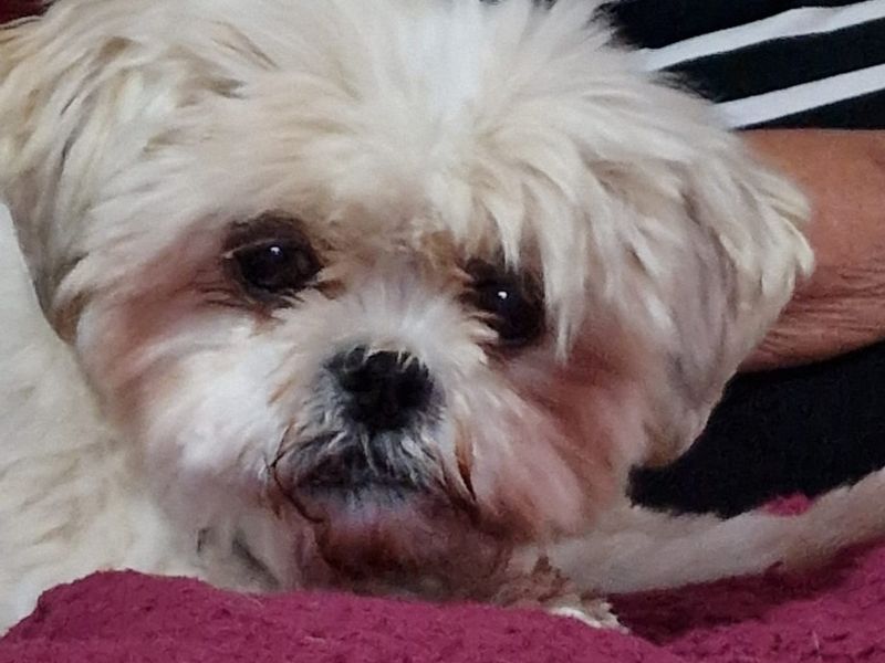 Shih Tzu for adoption in Kenilworth, Warks – 12 years old - Image 2 of 3