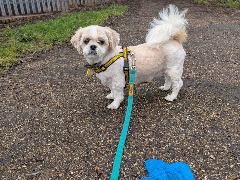 Ivy | Shih Tzu | Kenilworth (West Midlands) - 1
