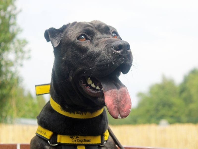 Jess | Shar Pei Cross | Merseyside (Liverpool) - 1
