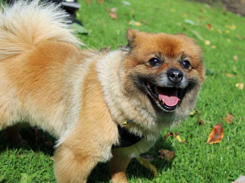 Pomeranian for adoption in Liverpool, Merseyside – 7 years old - Image 1 of 3