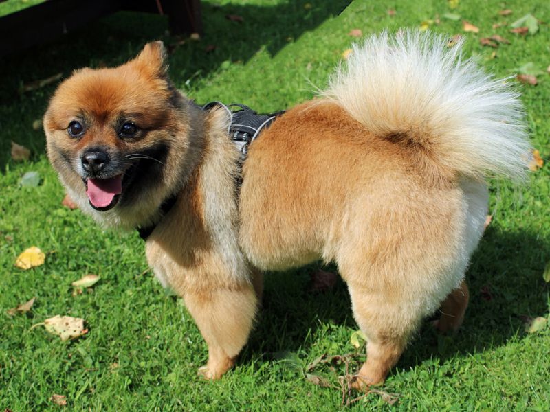 Pomeranian for adoption in Liverpool, Merseyside – 7 years old - Image 3 of 3