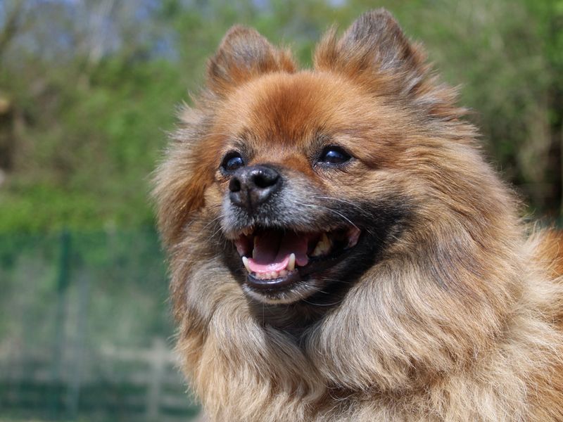 Ted | Pomeranian | Merseyside (Liverpool) - 1