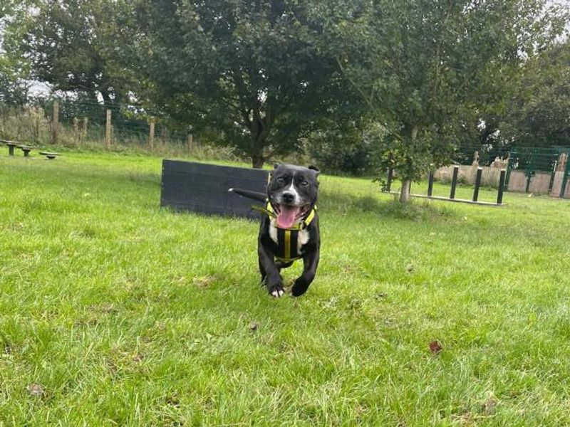 Staffordshire Bull Terrier for adoption in Telford, Shropshire – 9 years old - Image 3 of 4