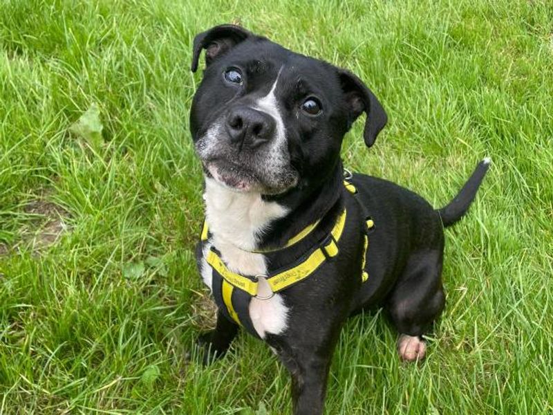 Staffordshire Bull Terrier for adoption in Telford, Shropshire – 9 years old - Image 2 of 4