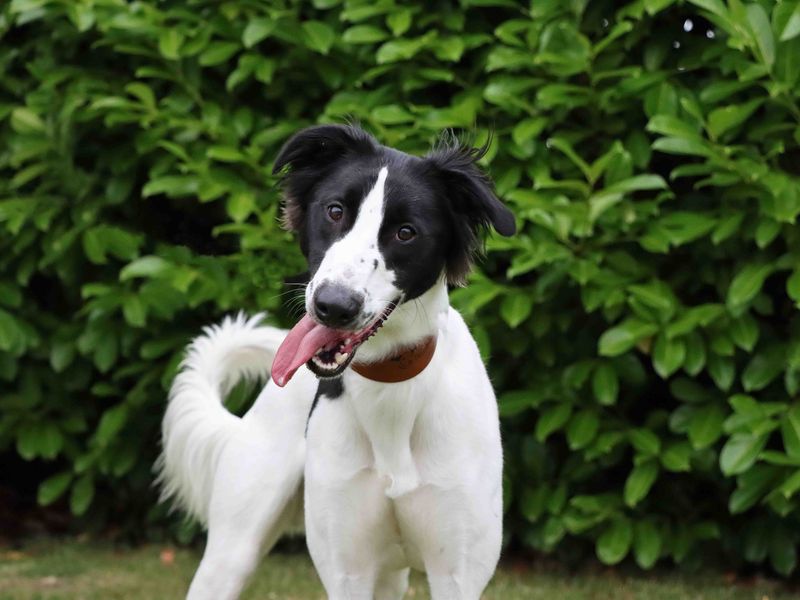 undefined | Lurcher | undefined - 2
