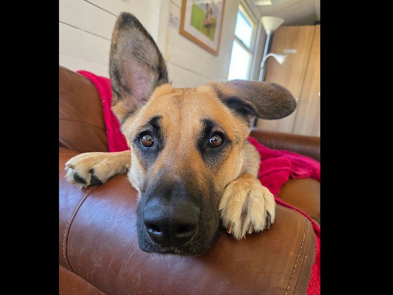 German Shepherd for adoption in Leeds, Kent – 1 year old - Image 3 of 3