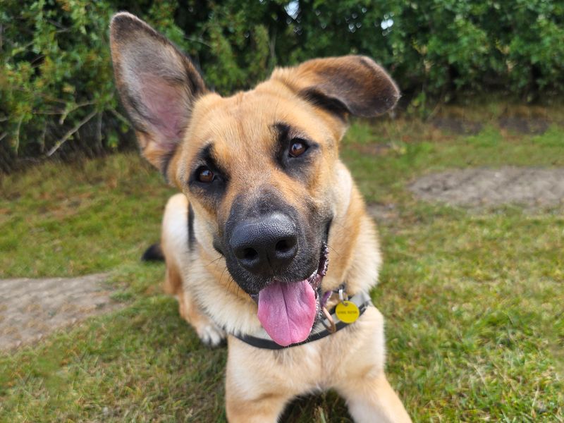 German Shepherd for adoption in Leeds, Kent – 1 year old - Image 2 of 3