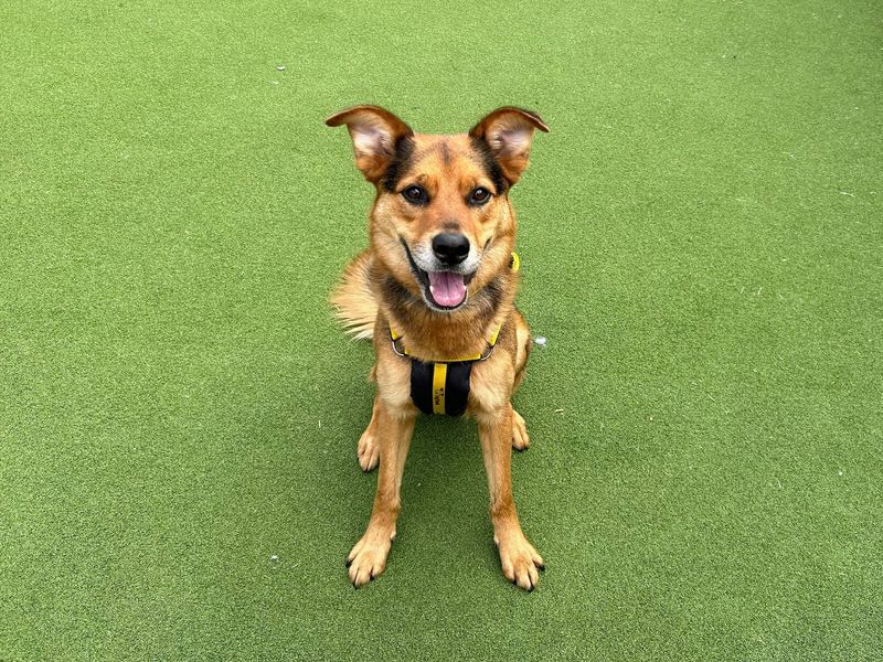 German Shepherd for adoption in Newton Tony, Wiltshire – 4 years old - Image 1 of 2