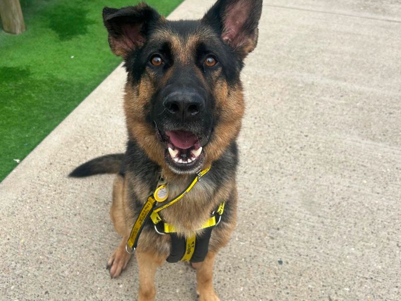 German Shepherd for adoption in Wymeswold, Leicestershire – 5 years old - Image 2 of 7