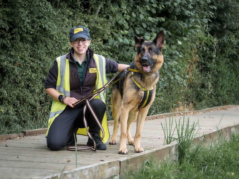 German Shepherd for adoption in Wymeswold, Leicestershire – 5 years old - Image 5 of 7