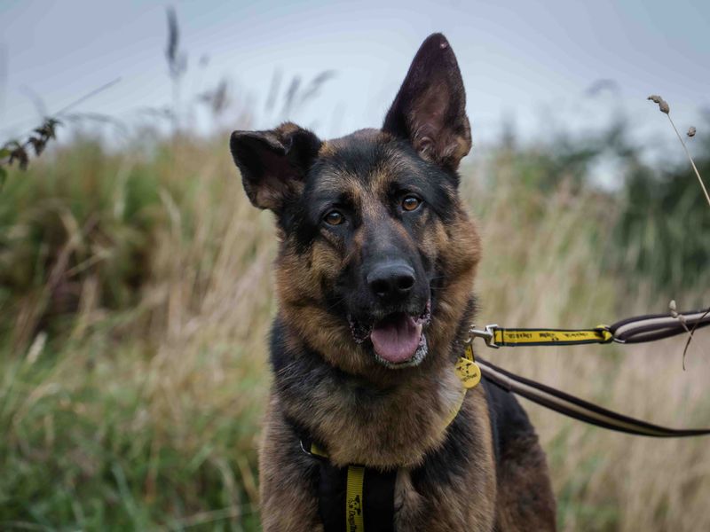 German Shepherd for adoption in Wymeswold, Leicestershire – 5 years old - Image 6 of 7