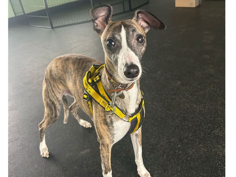 Petfinder Whippet Dogs For Adoption Petfinder Italian Greyhound On