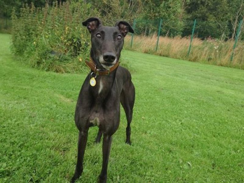 Louie Longlegs for sale in West Calder, West Lothian - Image 6