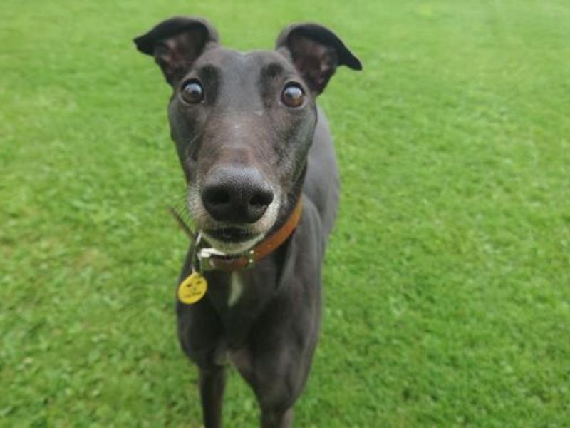 Louie Longlegs for sale in West Calder, West Lothian - Image 7